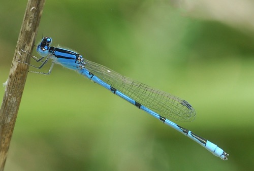 Male
2012_06_20_Terrell